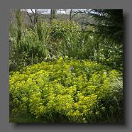 Euphorbia tallboy